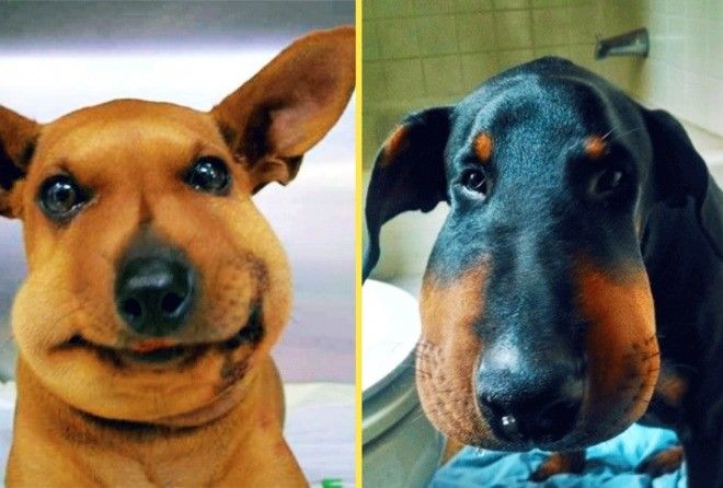 15 невероятно смешных собак, которых укусила пчела