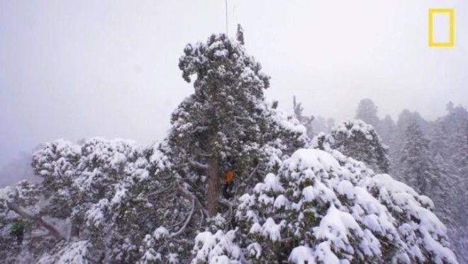 Впервые Удалось сделать фото 3200летнего дерева в полный рост 