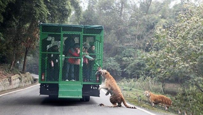 Посетителей сажают в специальный грузовик напоминающий клетку и начинается поездка по зоопарку животные зоопарк китай хищник