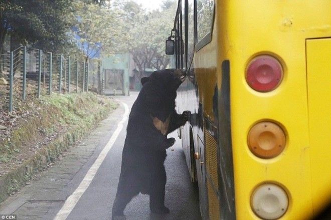 По зоопарку можно проехаться и на автобусе животные зоопарк китай хищник