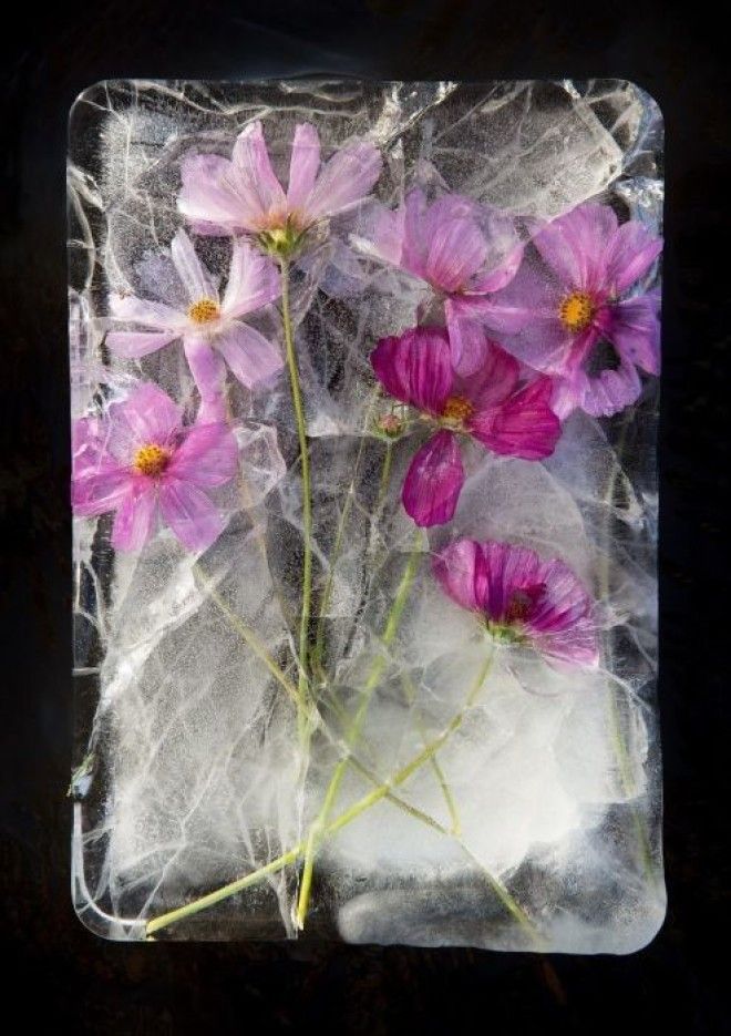 Когда замирает время фотографии цветов замороженных в ледяных глыбах