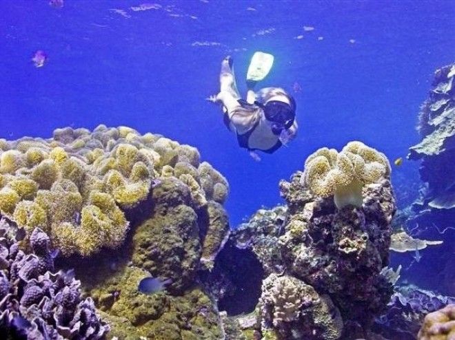 Интересные факты про Большой Барьерный риф о которых вы захотите услышать
