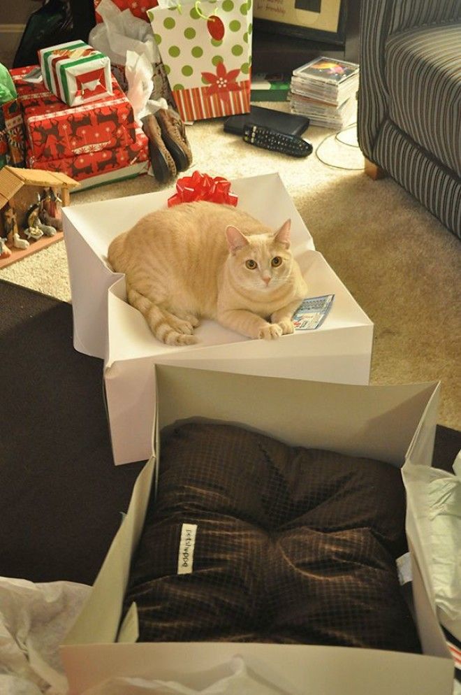 15 фотографий показывающих насколько кошек интересуют наши тщательно выбранные подарки