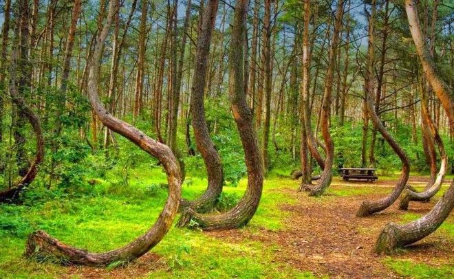 Самые фантастические леса мира