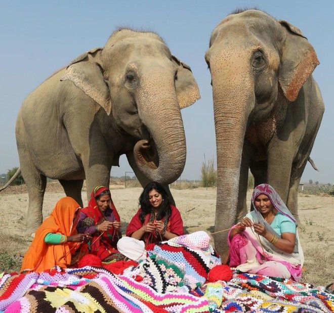 Тепло людских сердец волонтёры вяжут огромные свитера чтобы согреть слонов в непогоду