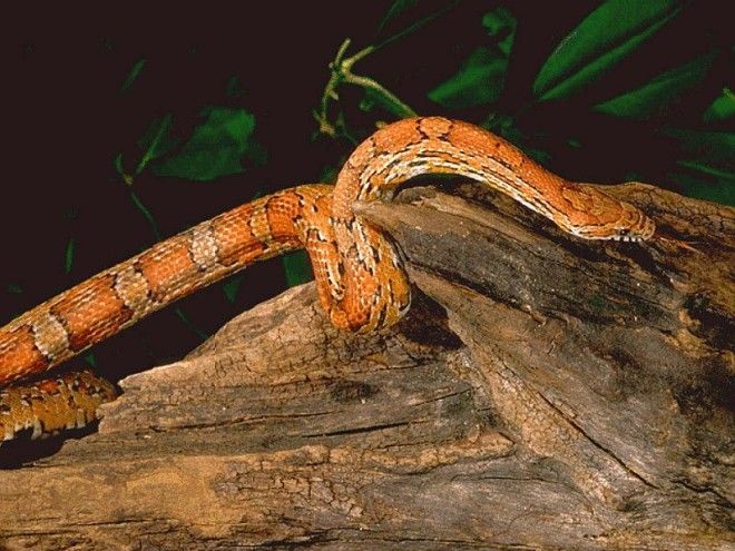 Змея на ветке фото рептилии фотография