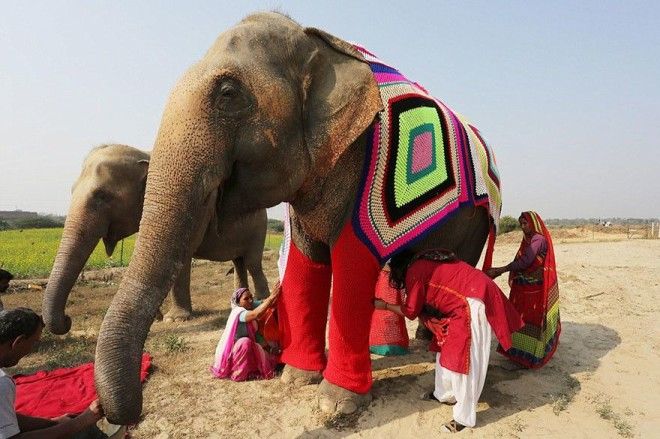 Тепло людских сердец волонтёры вяжут огромные свитера чтобы согреть слонов в непогоду