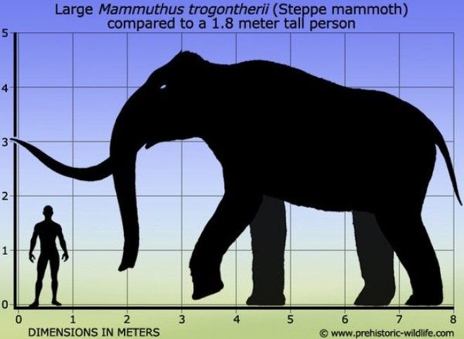 12 интересных фактов о мамонтах