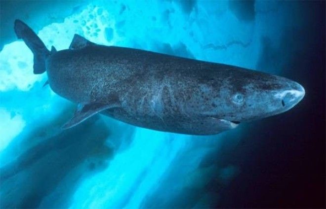 Гренландская полярная акула Somniosus microcephalus фото рыбы фотография