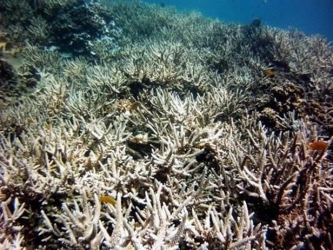 Интересные факты про Большой Барьерный риф о которых вы захотите услышать