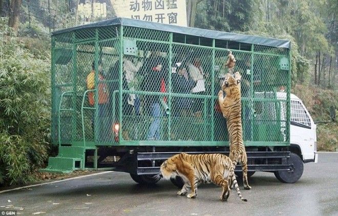 Невероятная возможность так близко увидеть опасных хищников животные зоопарк китай хищник