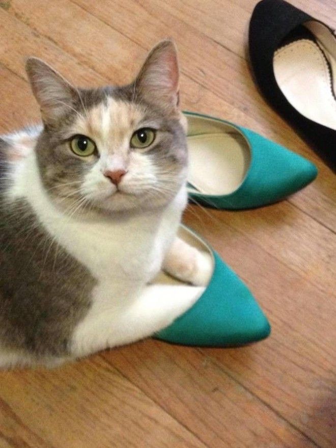 Кошки и обувь коты обувь фото