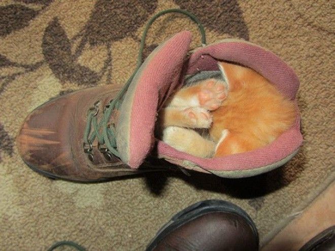 Кошки и обувь коты обувь фото