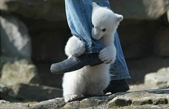 Неравная схватка человека и белого медведя животные нападения не для слабонервных человек