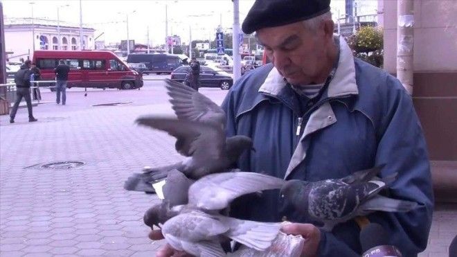 Стая голубей заклевала беззащитного пенсионера животные нападения не для слабонервных человек