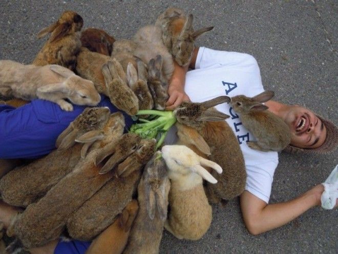 Стая разъярённых кроликов заживо сжирает человека животные нападения не для слабонервных человек