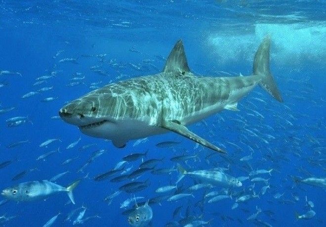 Малоизвестные факты про акул которые вы могли не знать