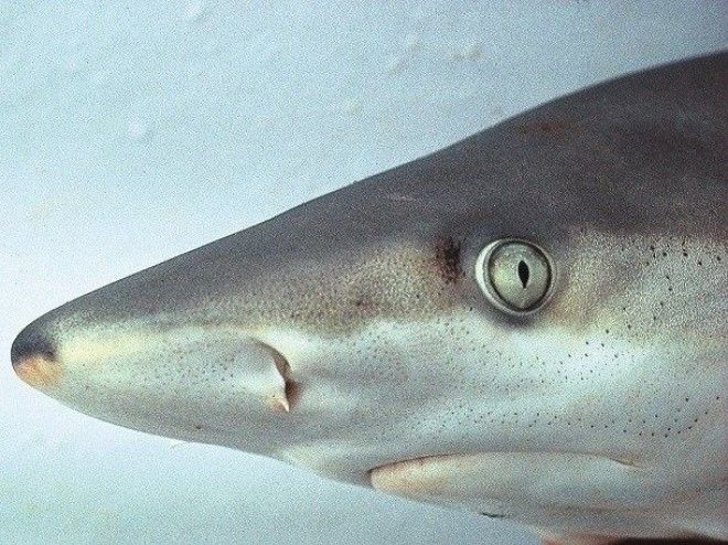 Малоизвестные факты про акул которые вы могли не знать