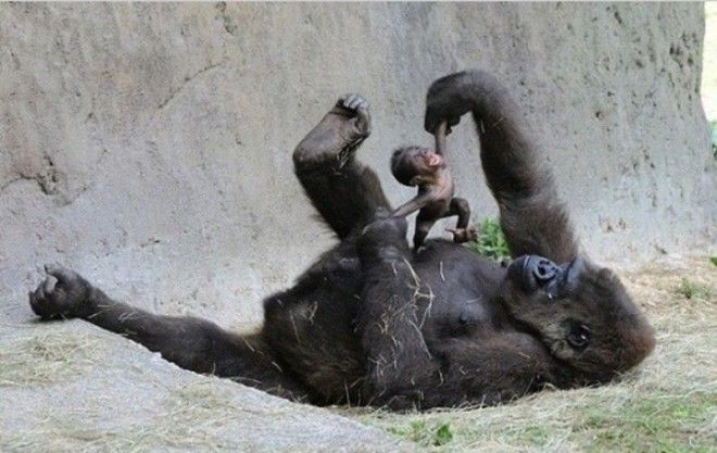 2 Мать и дитя горилла доброта животные