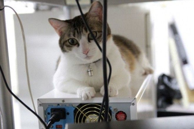 Японская фирма разрешила сотрудникам приносить на работу своих кошек