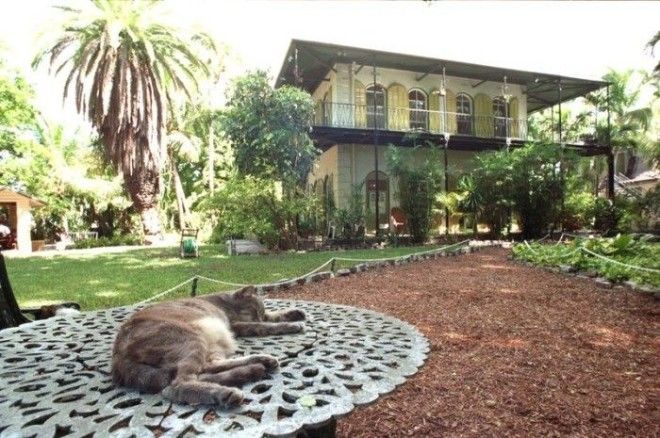 7 мест на Земле где кошки чувствуют себя как в раю