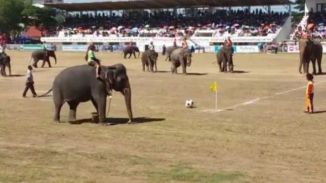 3 Фестиваль слонов в Сурине Таиланд Фестиваль азия странность