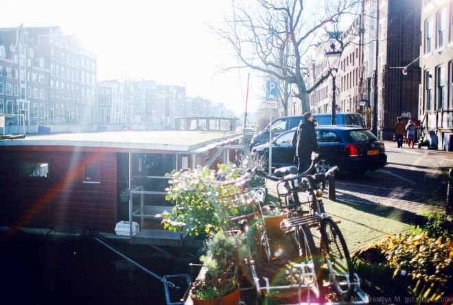 Амстердам приют для кошек на барже
