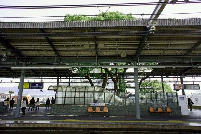 Японский железнодорожный вокзал построен вокруг 700летнего дерева