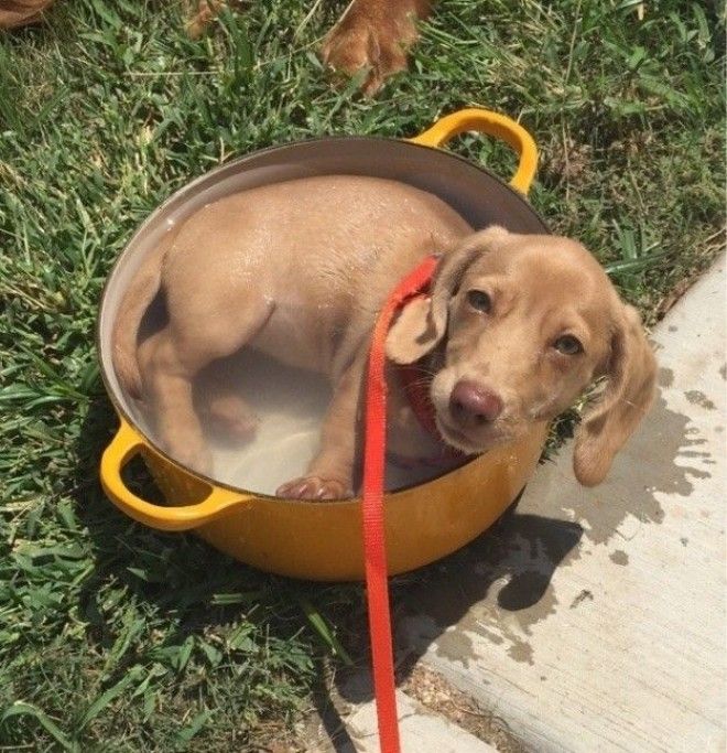 А у меня новый бассейн забавно мимимим фото щенки