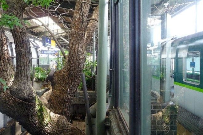 Японский железнодорожный вокзал построен вокруг 700летнего дерева
