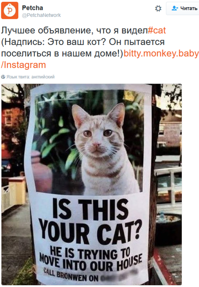 «Мои отношения с кошкой»: шедевральные записи владельцев котиков в соцсетях