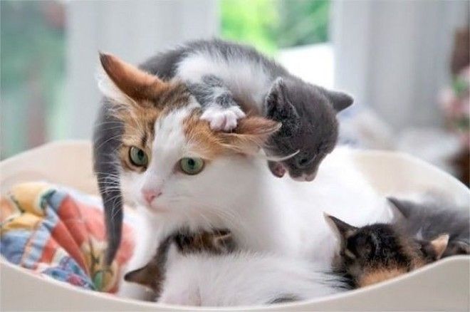 10 фотографий о том что животным тоже тяжело быть родителями животные история коты факты