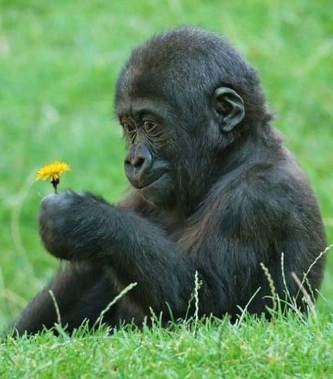 1 Только взгляните как этот малыш всматривается в одуванчик горилла доброта животные