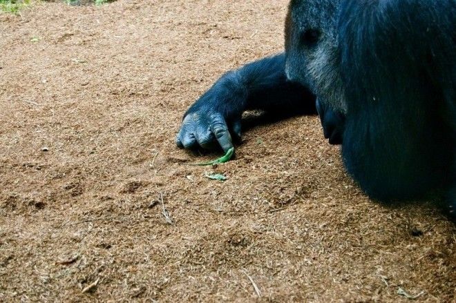 3 Как аккуратно знакомится с новым другом горилла доброта животные