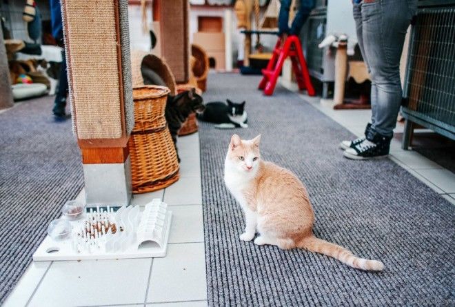 Амстердам приют для кошек на барже