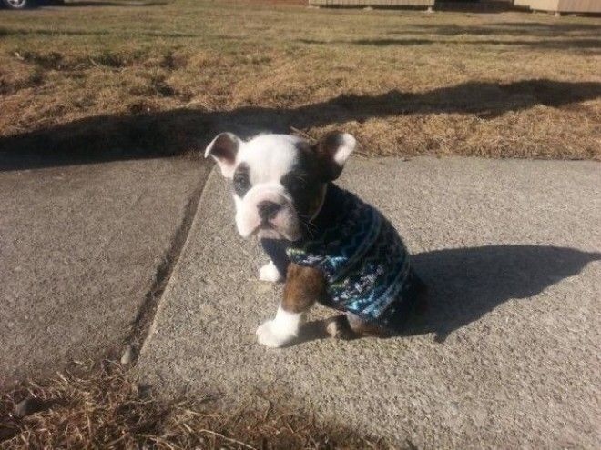 Вот свитер новый купил Как тебе забавно мимимим фото щенки