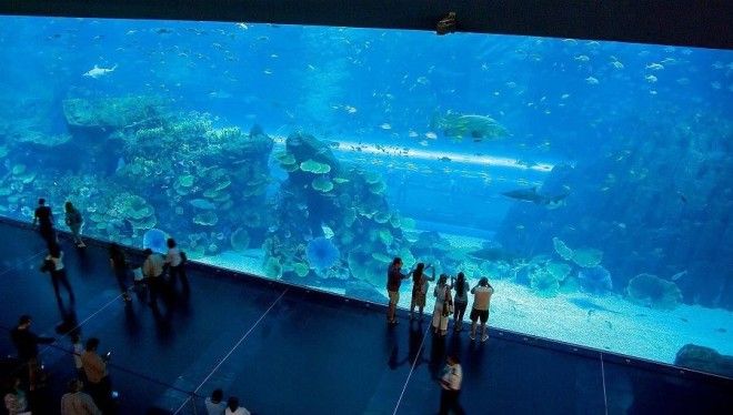 аквариум лучшее