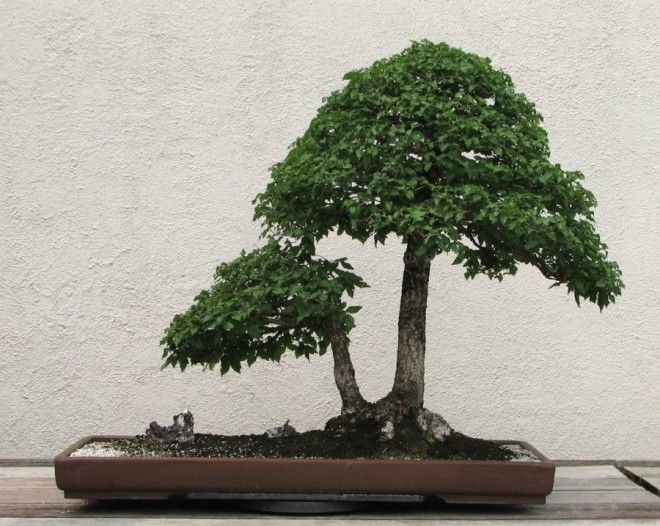 Искусство бонсай удивительные деревья
