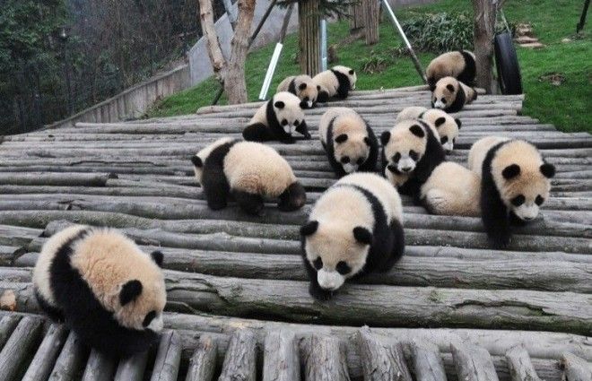 Миру остро не хватает панд