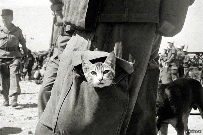 5 историй о том как котиков использовали в военном деле