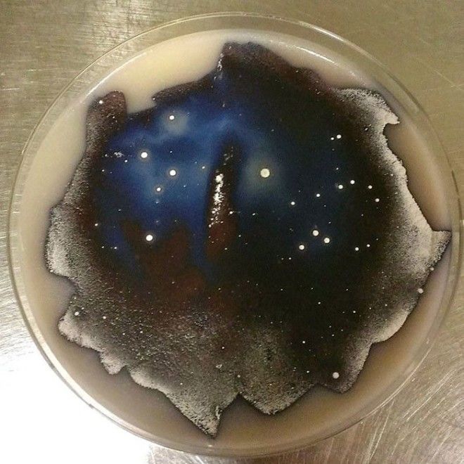 Стрептомицетное небо Streptomyces coelicolor бактерия картина микробиолог