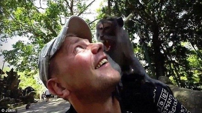 13 Кажется этот безбашенный турист даже рад тому что на его плечо залезла бешеная обезьяна животные неожиданности человек и животное