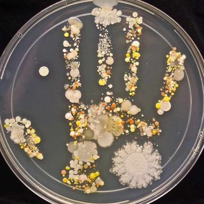 Отпечаток руки Таша Штурм бактерия картина микробиолог