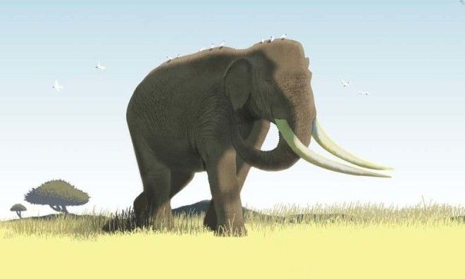 6 Азиатский прямобивневый слон гигант животные планета