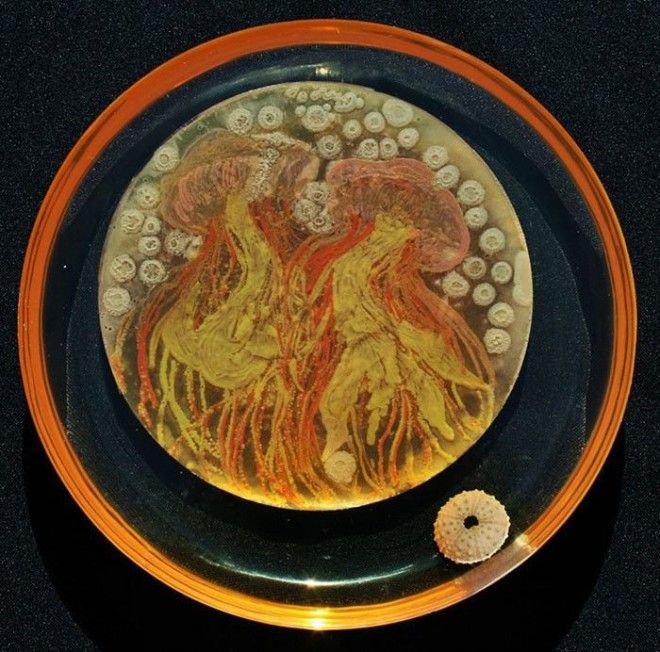 Медуза Марии Пернил Nesterenkonia Deinociccus Sphingomonas Bacillus бактерия картина микробиолог