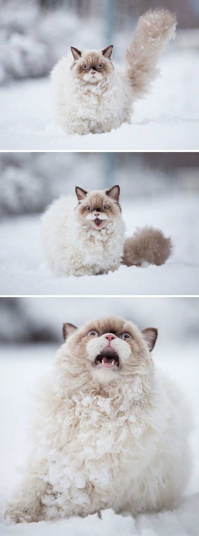 А снег домашние питомцы кот собака