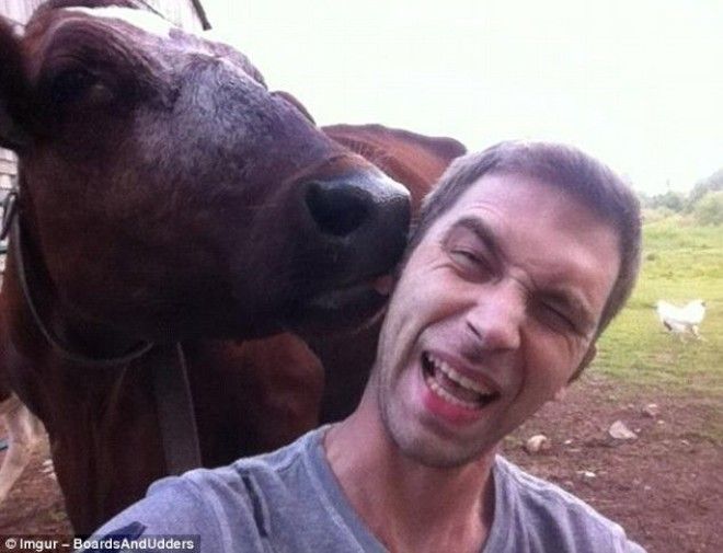 10 Корова решила как следует погрызть ухо этого туриста пока он пытался сделать селфи животные неожиданности человек и животное