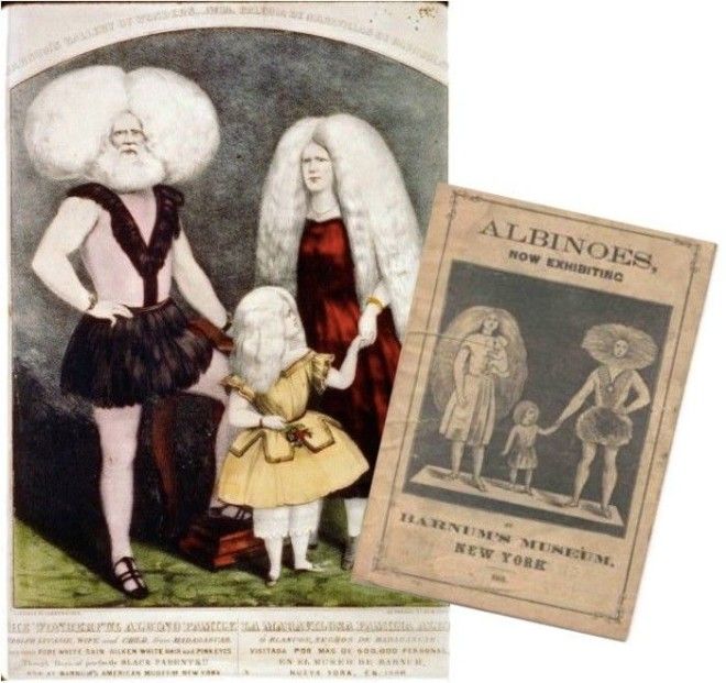 Диковинная семья альбиносов