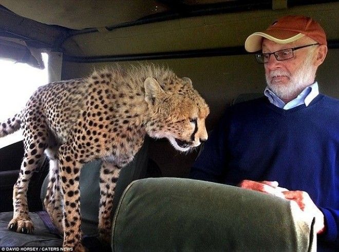 5 В этом случае турист был полностью осведомлен о гепарде на сафари в заповеднике Масаи Мара в Кении но не очень ему рад животные неожиданности человек и животное