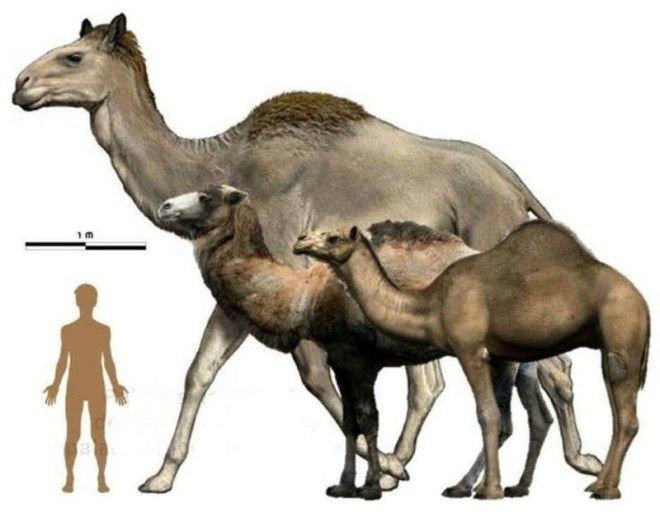 14 Сирийский верблюд гигант животные планета